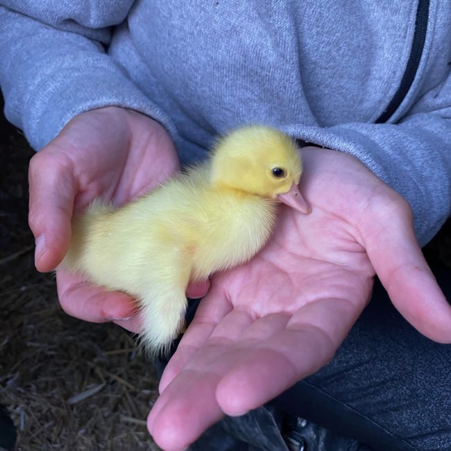 Nyudklækket ælling