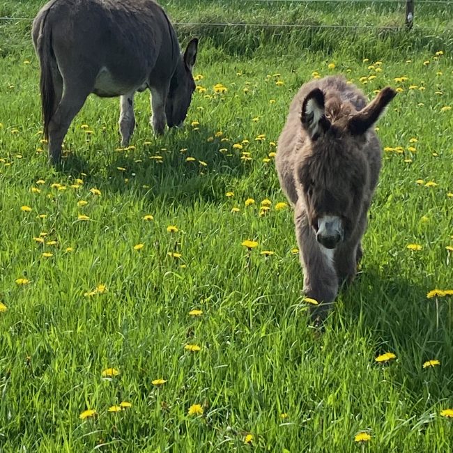 Her er Rosa med sin lille baby Rasmus