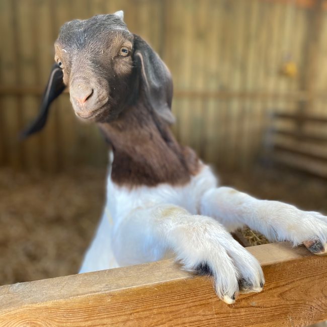 Vores geder er altid nysgerrige på hvad der foregår på gården