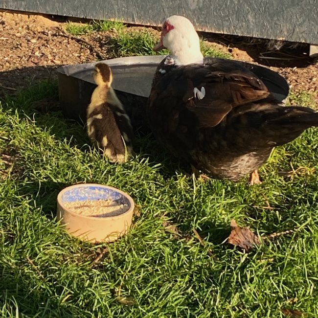 Ingeborg med sin ælling