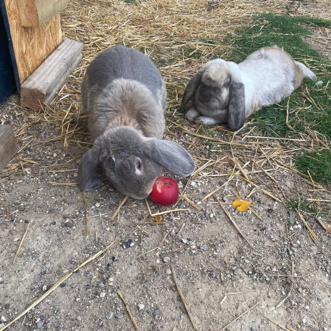 Vores franske væddere. Hans Henrik og Tage